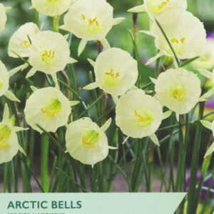 Arctic Bells