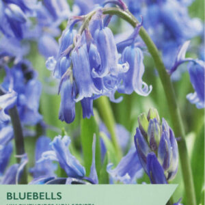 Bluebells (Hyacinthoides non-scripta)